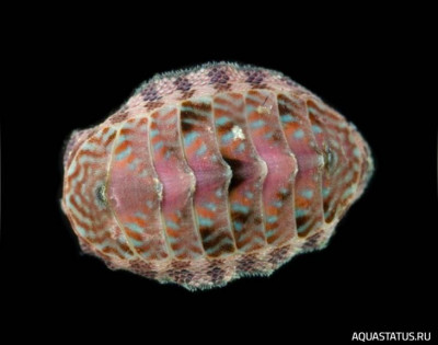 Фото Улитка-жук Хитон камингсии Chiton cumingsii  (photo#147775)