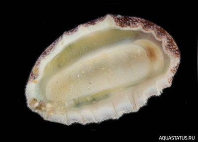 Фото Улитка-жук Хитон камингсии Chiton cumingsii  (photo#147776)