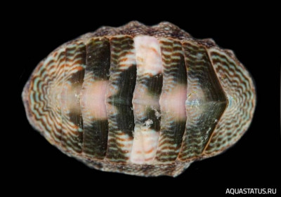 Фото Улитка-жук Хитон камингсии Chiton cumingsii  (photo#147777)