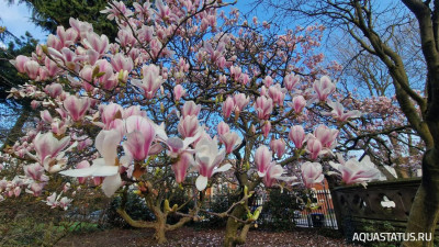 Фото Парк Wolverhampton West Park в Великобритании (photo#147815)