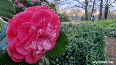Фото Парк Wolverhampton West Park в Великобритании (photo#147816)