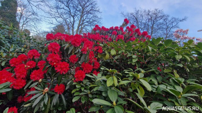 Фото Парк Wolverhampton West Park в Великобритании (photo#147817)