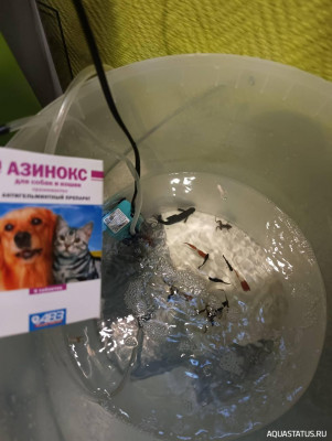 Фото У самца моллинезии начал покрываться хвост в коричневый цвет (photo#147915)
