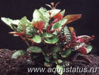 Фото Хемиграфис цветной Hemigraphis colorata  (photo#14823)
