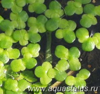Фото Ряска малая Lemna minor  (photo#14841)