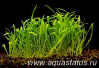 Фото Лилаеопсис новозеландский Lilaeopsis novae-zealandiae  (photo#14846)