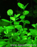 Фото Линдерния круглолистная Lindernia rotundifolia  (photo#14859)
