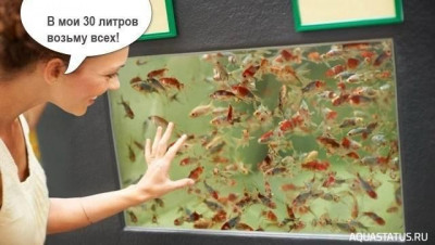 Второй в жизни аквариум 30 литров (Ленчик)