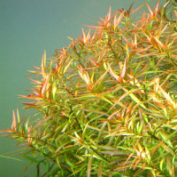 Фото Людвигия коротконожковая Ludwigia brevipes  (photo#14881)