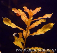 Фото Людвигия инклината Ludwigia inclinata  (photo#14886)