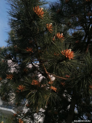 Фото Прогулка по городу Бремен, район Вегезак (photo#148902)