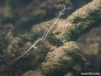 Фото Стеклянная креветка Palaemonetes paludosus, Ghost Shrimp, Glass Shrimp  (photo#149149)