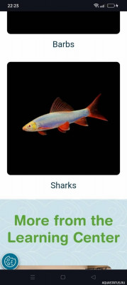 Glofish SAE - сиамский водорослеед глофиш