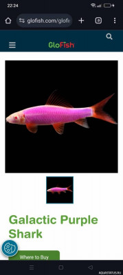 Glofish SAE - сиамский водорослеед глофиш