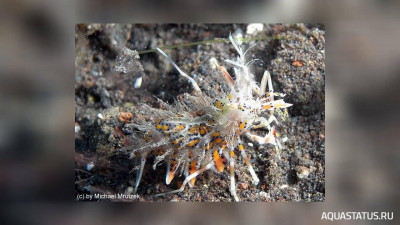 Рогатая креветка-шмель (Phyllognathia ceratophthalma)