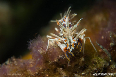Рогатая креветка-шмель (Phyllognathia ceratophthalma)