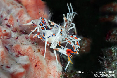 Рогатая креветка-шмель (Phyllognathia ceratophthalma)