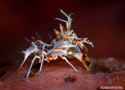 Рогатая креветка-шмель (Phyllognathia ceratophthalma)