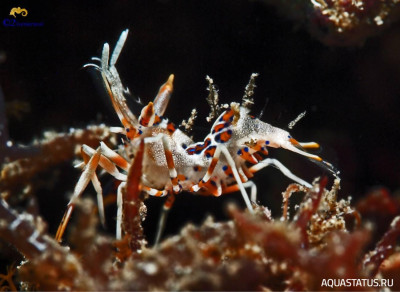 Рогатая креветка-шмель (Phyllognathia ceratophthalma)