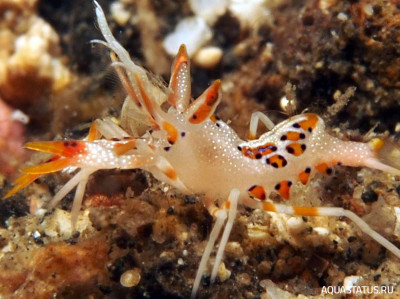 Рогатая креветка-шмель (Phyllognathia ceratophthalma)