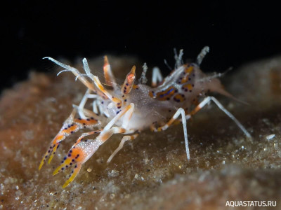 Рогатая креветка-шмель (Phyllognathia ceratophthalma)