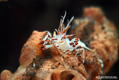 Рогатая креветка-шмель (Phyllognathia ceratophthalma)