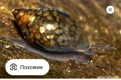 Второй в жизни аквариум 30 литров (Ленчик)