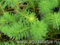 Фото Перистолистник бразильский Myriophyllum brasiliense  (photo#14976)