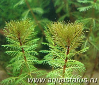Фото Перистолистник красный Myriophyllum mattogrossense  (photo#14979)