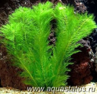 Фото Перистолистник выщербленный Myriophyllum pinnatum  (photo#14980)