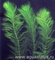 Фото Перистолистник мутовчатый Myriophyllum verticillatum  (photo#14982)