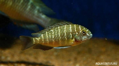 Фото Трофеус Мура Луфубу Tropheus moorii Lufubu  (photo#149974)