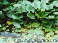 Фото Кубышка карликовая Nuphar pumilum  (photo#15040)
