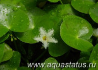Фото Болотноцветник Nymphoides humboldtiana  (photo#15051)