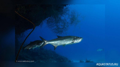 Фото Атлантический тарпон Megalops atlanticus  (photo#150978)