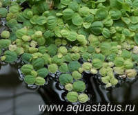 Фото Филлантус плавающий Phyllanthus fluitans  (photo#15103)