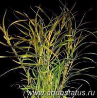Рдест гайя (Potamogeton gayi)