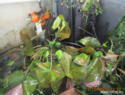 Нимфея Раджа (Nymphaea rudgeana)