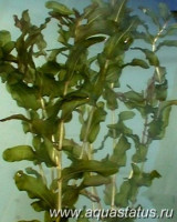 Рдест пронзеннолистный (Potamogeton perfoliatus)