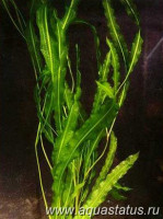 Рдест сп. 'vietnam' (Potamogeton spec. vietnam)