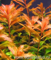 Прозерпинака (Proserpinaca palustris)