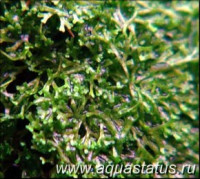 Риччия карликовая (Riccia dwarf)