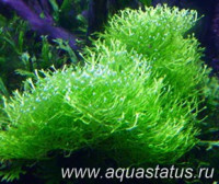 Риччия плавающая (Riccia fluitans)