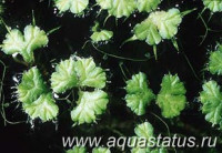 Риччиокарпус плавающий (Ricciocarpus natans)
