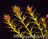 Ротала круглолистная (Rotala rotundifolia)