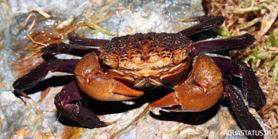Мангровый краб Перисесарма (Perisesarma huzardi)