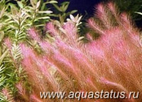 Ротала валлиха длиннолистная (Rotala wallichii longleaf)
