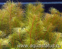 Ротала vietnam (Rotala vietnam)