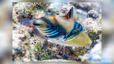 Фото Расписной спинорог Пикассо - триггер Rhinecanthus aculeatus  (photo#151536)