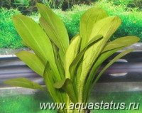 Стрелолист эатона (Sagittaria eatoni)